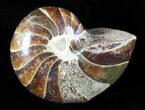 Cretaceous Nautilus Fossil - Madagascar #46025-1